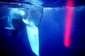 Pink Light of Love from the Whale